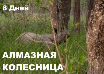 АЛМАЗНАЯ КОЛЕСНИЦА  8 Дней