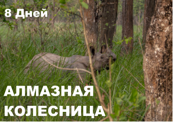 АЛМАЗНАЯ КОЛЕСНИЦА  8 Дней