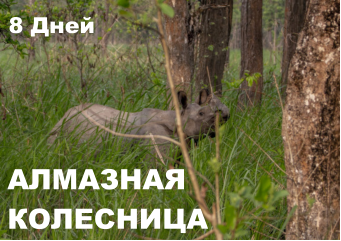 АЛМАЗНАЯ КОЛЕСНИЦА  8 Дней