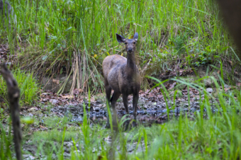 Jungle safari, Chitwan National Park
