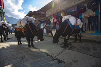 The Yaks, Himalayan heavy loader